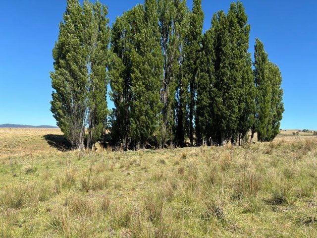 441 Bulgundara Road, NSW 2628
